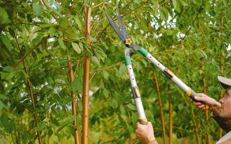 Tree trimming in Twin Valley, MN